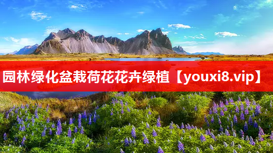 园林绿化盆栽荷花花卉绿植